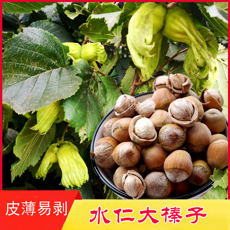 东北新鲜水仁大榛子现摘的带皮生榛子5斤2021绿皮新鲜坚果送钳子|msdalam kategori daging perikanan/Buah-buahan segar dan sayur-sayuran/dimasak, buah-buahan segar, lain - dari Buy2taobao.com untuk memberikan perkhidmatan ejen Taobao profesional membeli