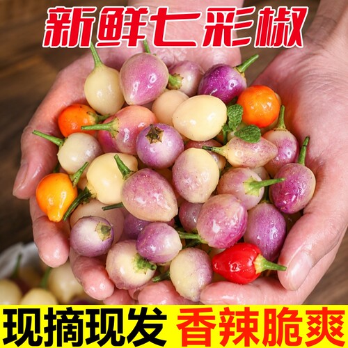 广西七彩椒新鲜灯笼椒泡椒剁椒