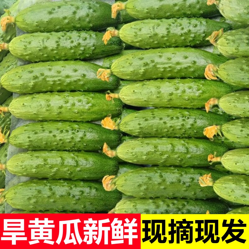黄瓜新鲜生吃东北旱黄瓜新鲜水果小黄瓜青瓜现摘沙拉蔬菜当季整箱