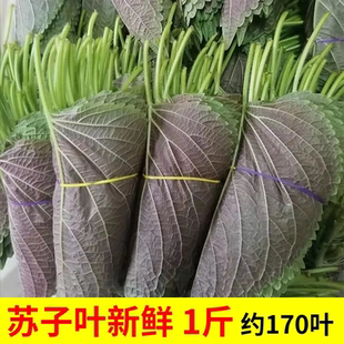 苏子叶新鲜食用包饭叶 韩国烤肉东北紫苏叶青菜紫苏新鲜蔬菜 包邮