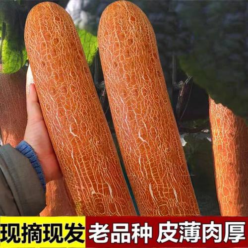 东北老黄瓜新鲜当季蔬菜