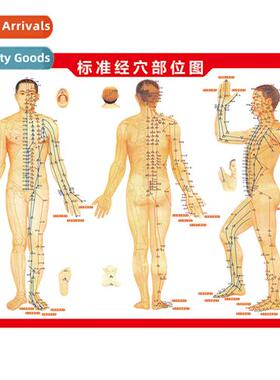 Large double-sided instructi manual acupuncture chart cuppin