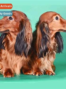 Diamd painting new DIY two puppies full  round diamd h-appli