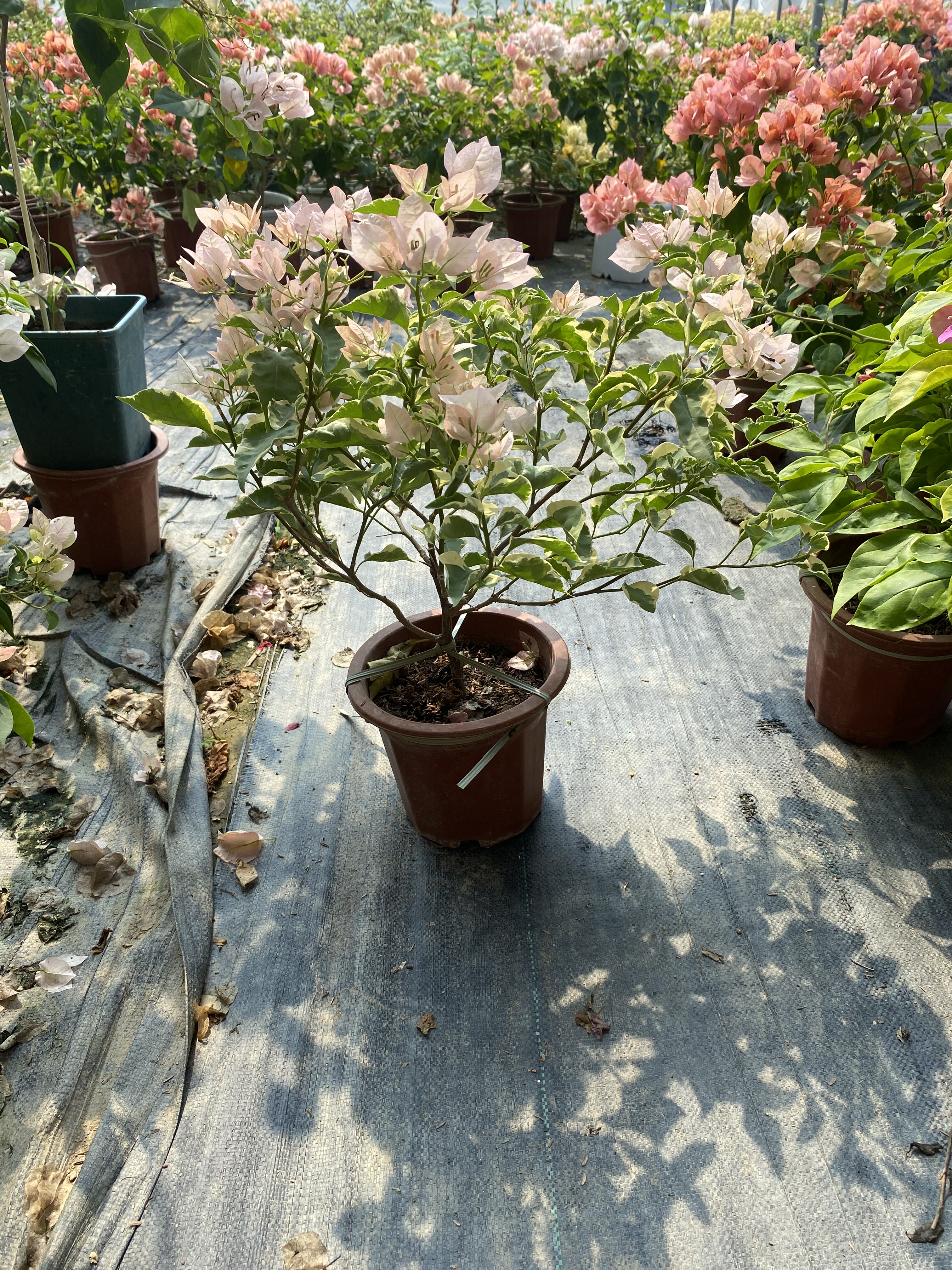 马斯佩拉克三角梅盆苗勤花四季常开阳台楼顶庭院攀缘爬藤