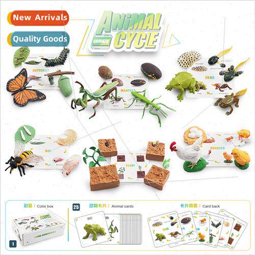 mulation Growth Cycle Color Box Set Plant Bee Butterfly Roos