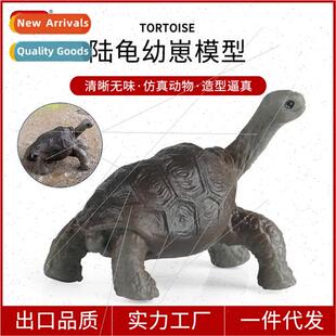 Animal model tortoise hatchling toy Galapagos elephant torto