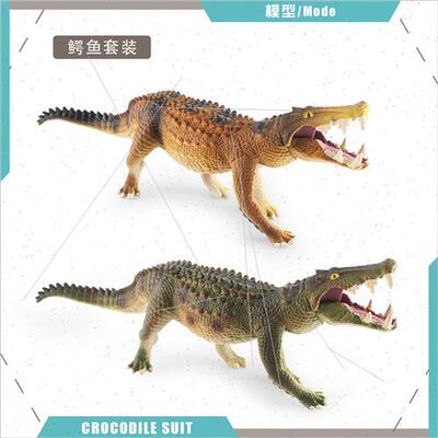 Wild amphibious crawling cold-blooded animal children scienc