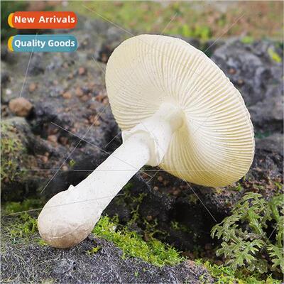 Montessori teaching aids whe poison gooseberry mushroom vege