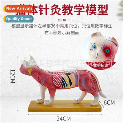 Cat Body Acupuncture Model Veterinary Study Animal Anatomy M