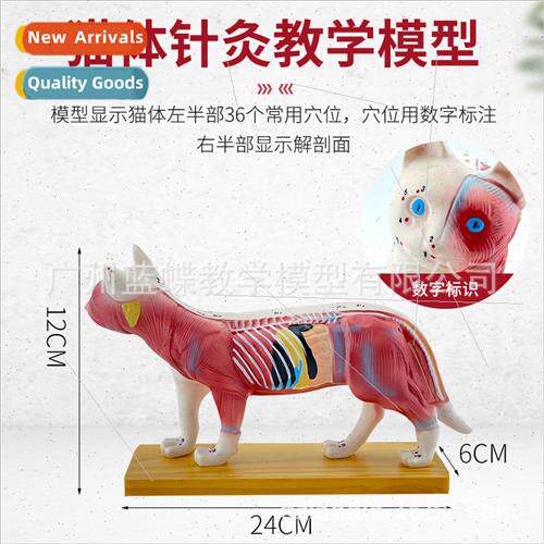 Cat Body Acupuncture Model Veterinary Study Animal Anatomy M