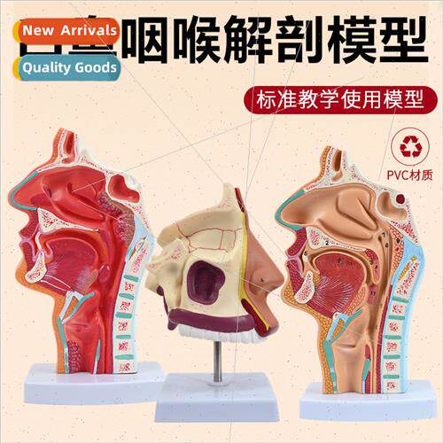 Human Nasal Cavy Mouth Pharynx Larynx Anatomical Model Media