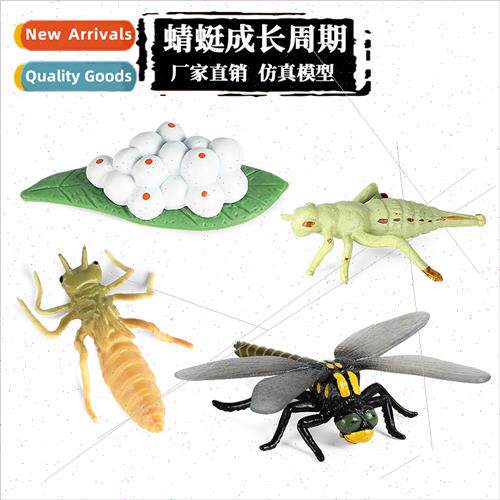 toys simulation animal growth cycle insect model dragonfly b