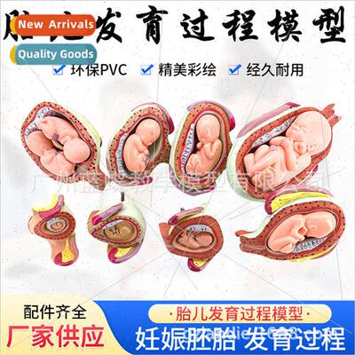 Fetal Development Model Intrauterine Development Model Famil