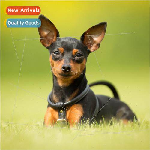 Diamond painting new DIY puppy full round diamond handmade p