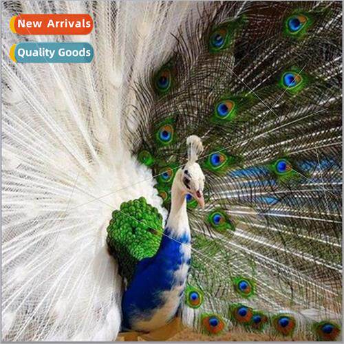 New peacock full diamond sticker painting living room bedroo