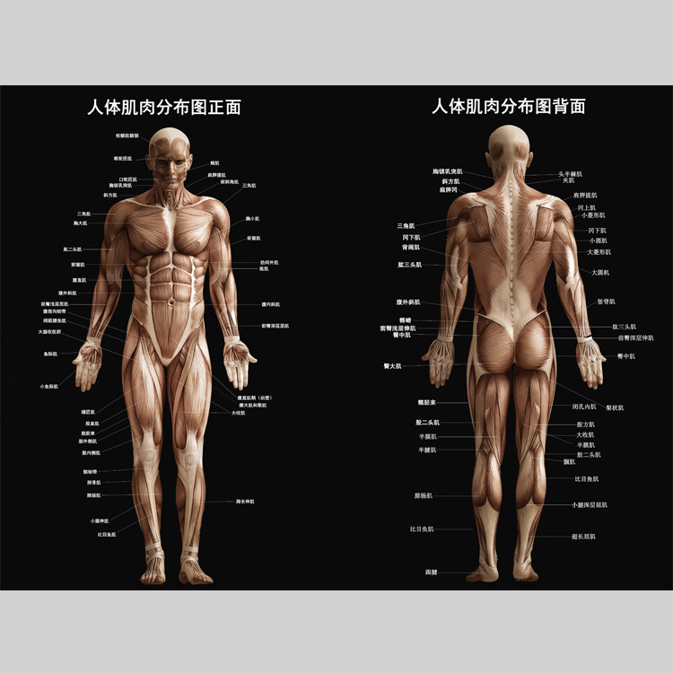 人体肌肉分布图电子版设计素材文件