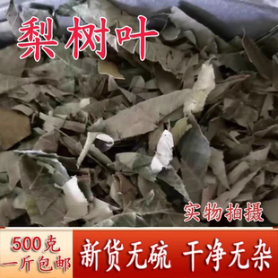 梨树叶 新货梨树叶 初级农产品 干梨树叶500克包邮梨叶