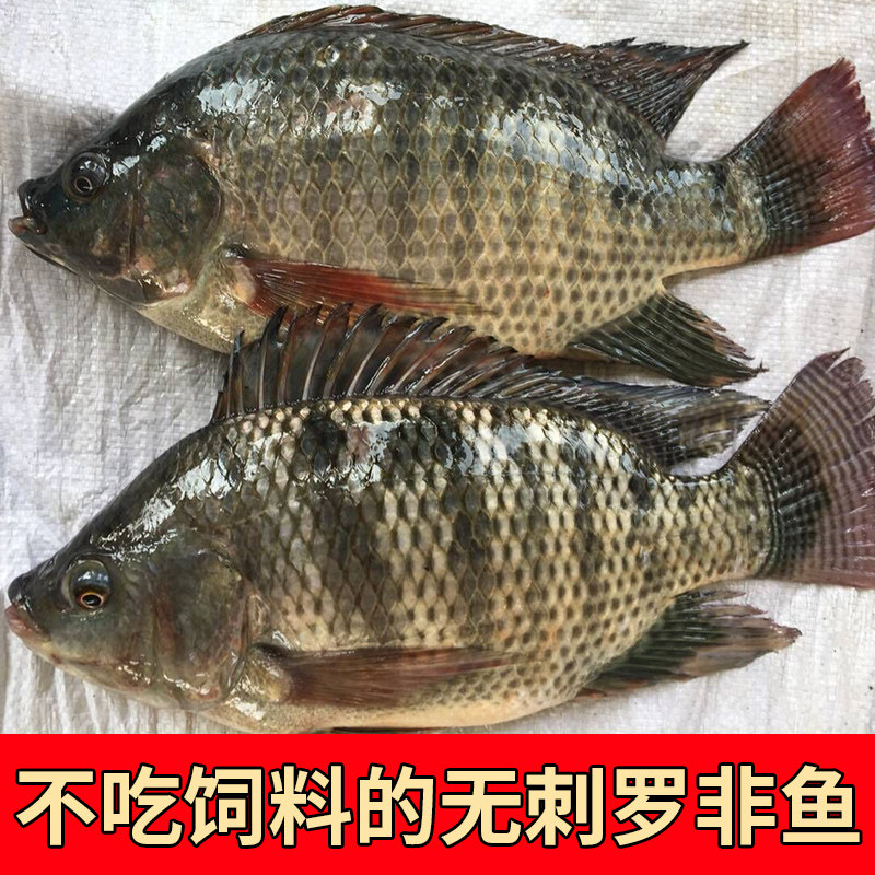 新鲜活鱼小罗非鱼海鲜水产现杀发货350g至400g左右一条满6条包邮