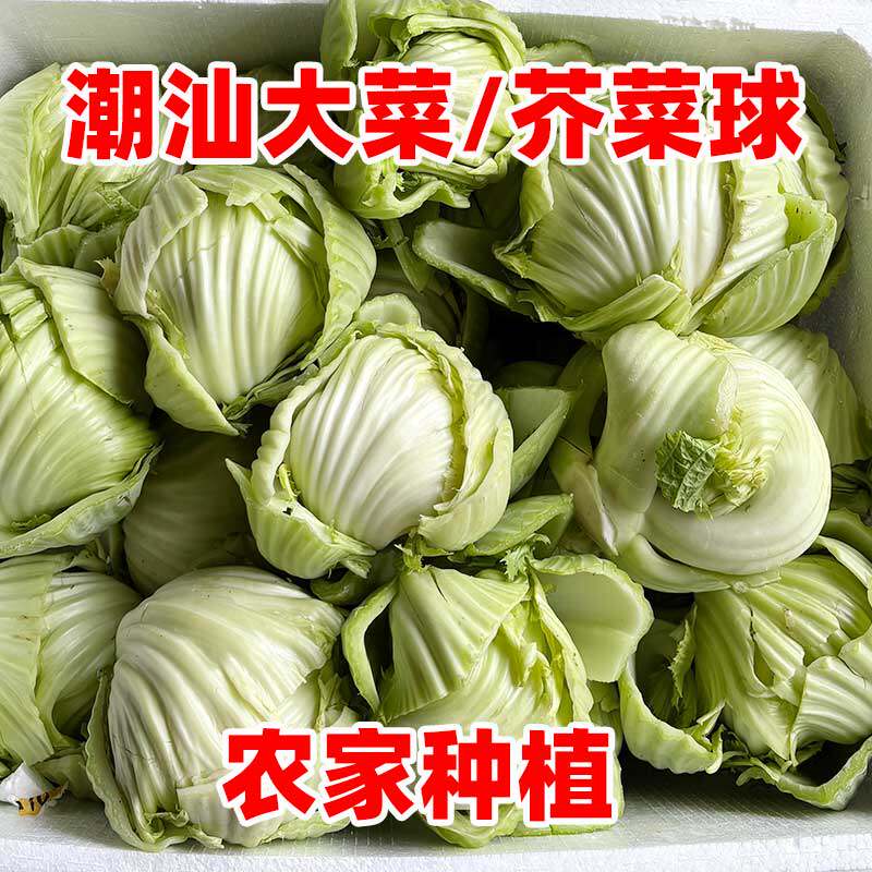 潮汕特产家乡菜新鲜蔬菜芥球汕头大菜新鲜芥菜球广东大芥菜腌咸菜
