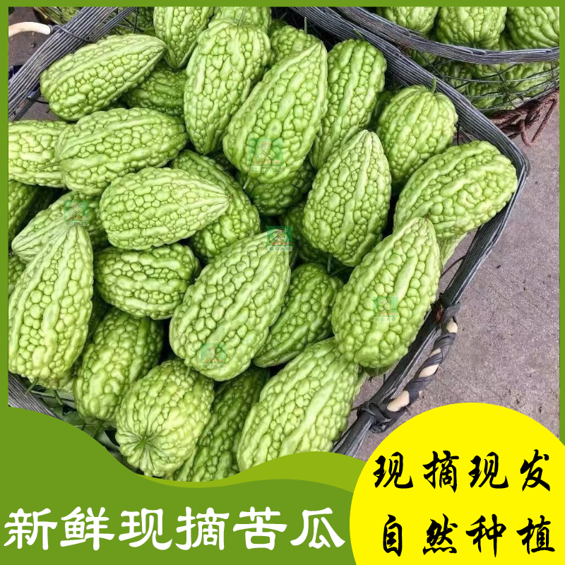 新鲜苦瓜新鲜蔬菜农家自种田地种植现摘现发500克粤农人家新蔬菜