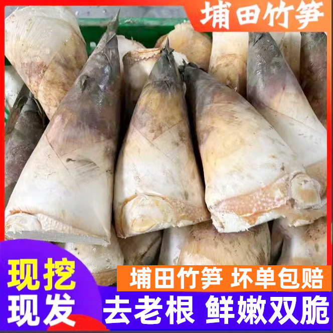 广东埔田鲜笋新鲜现挖农家自种