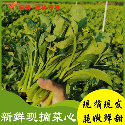 新鲜菜心500g  新鲜油菜花心 新鲜时鲜蔬菜江广东省内任搭6斤包邮
