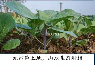 广东新鲜红脚芥蓝芥兰红芥蓝种植无化肥无农药粤农人家蔬菜炒菜用