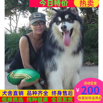 萨摩耶幼犬纯种巨型多少钱 萨摩耶幼犬纯种巨型价格 小麦优选