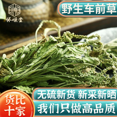 野生车前草新货中药材干货新鲜