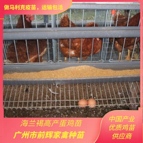 广州孵化场海兰褐蛋鸡苗·高产海南褐红毛蛋鸡·年产蛋300枚。