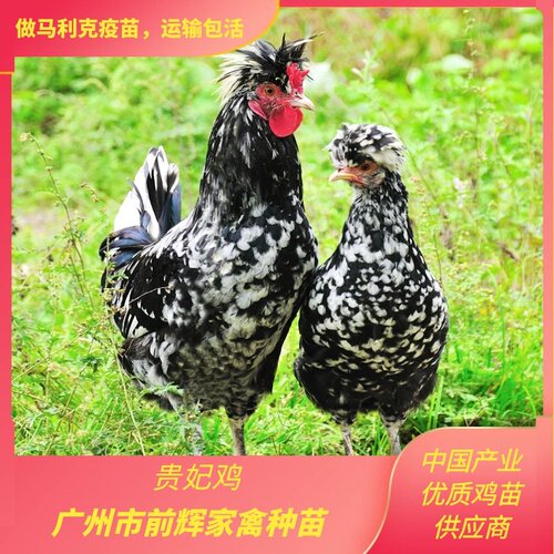 广州白云区贵妃鸡孵化场.出壳贵妃鸡珍禽种苗.鲜活贵妃鸡.包打针