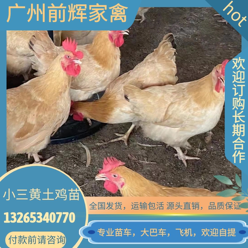 广州孵化场、三黄土1.5和土2鸡苗、小三黄土鸡种苗，做马利克疫苗
