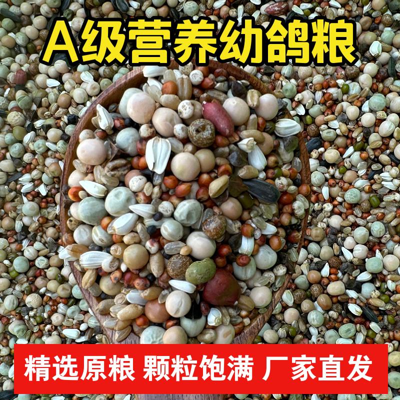 精品幼鸽粮饲料观赏鸽粮