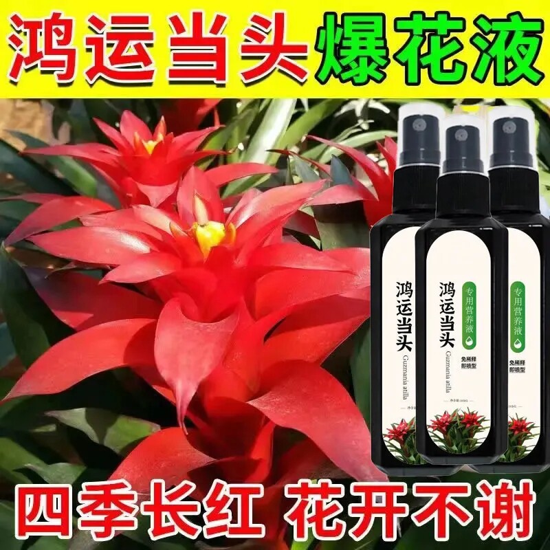 绿植能量】鸿运当头营养液开花促花家庭盆栽叶子丰富防黄叶礼品