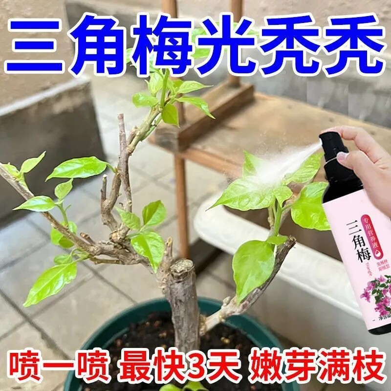 三角梅营养液专用促芽干治黄图片