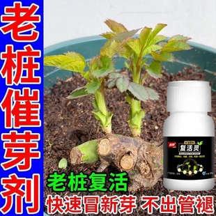 辣椒烂根复活灵辣椒黄叶卷叶烂尖落花落果根腐急救辣椒专用肥瓶装