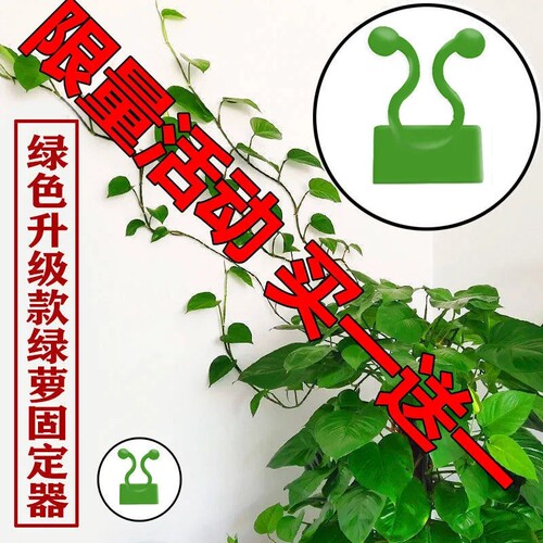 强力粘球兰爬藤固定花架