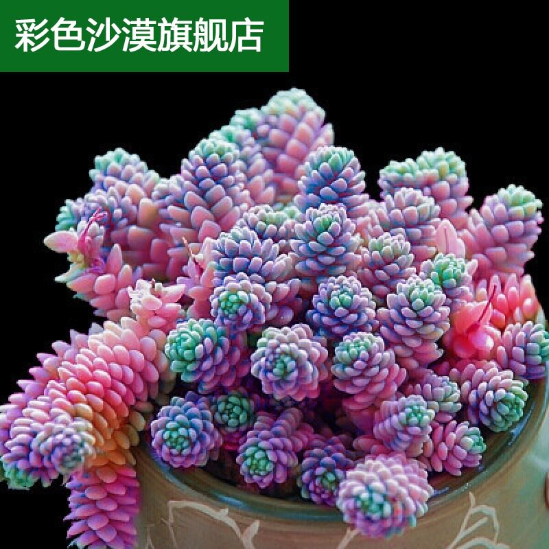 新款多肉植物多肉组合盆栽超萌绿植花卉肉肉室内防辐射含盆送土