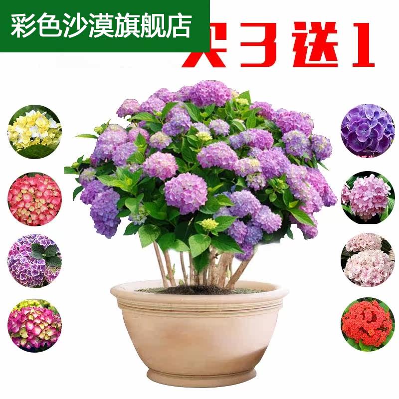 大花绣球花苗无尽夏八仙花花卉绿植盆栽植物四季开花绣球苗紫阳花 云翔优选