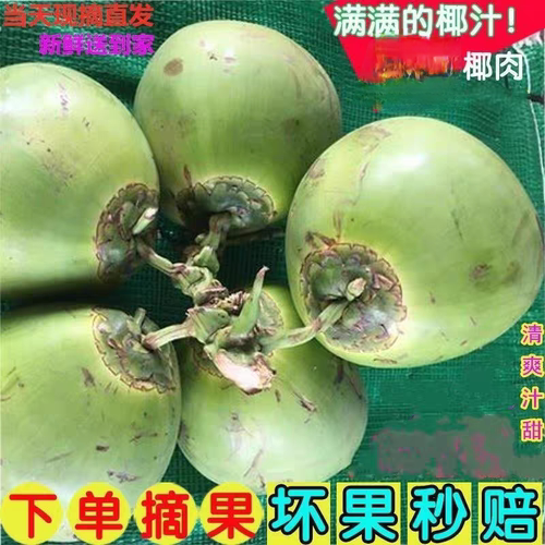 海南新鲜椰子现摘现发文昌带皮椰青当季热带水果孕妇补羊水纯天然