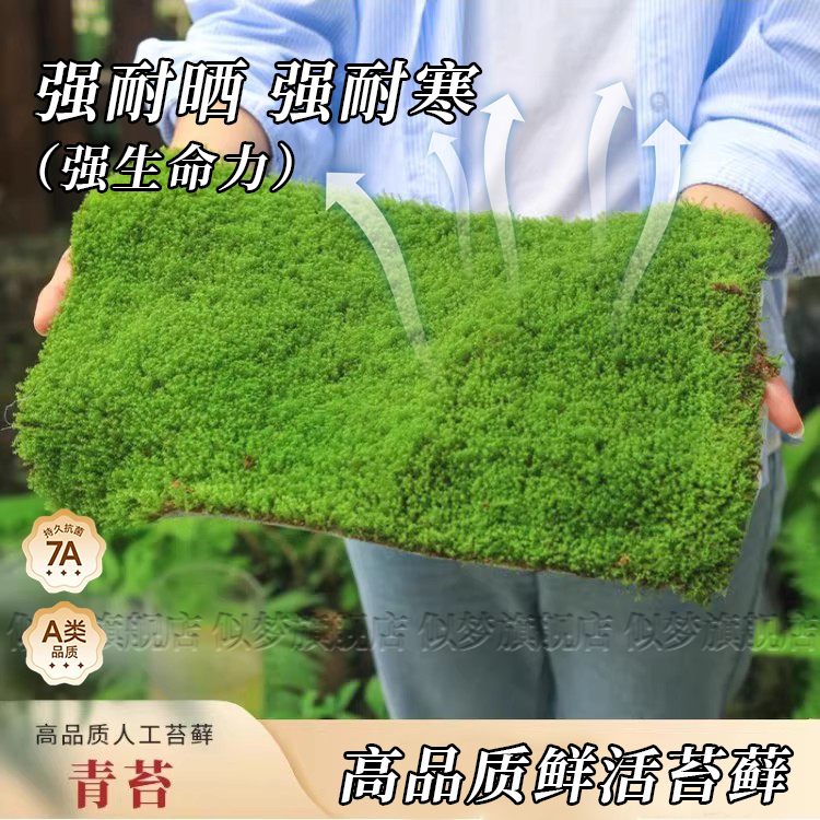 小灰藓鲜活苔藓盆景盆栽铺面四季