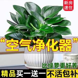 空气净化金钻盆栽 大叶绿植物水培绿萝室内花卉多肉客厅新房好养
