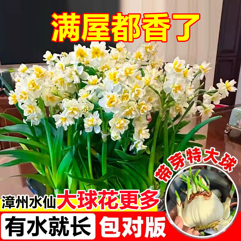 水仙花种球特级大盆赣州重瓣好养