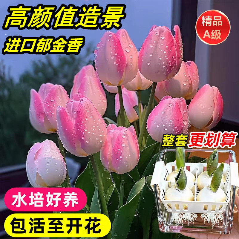 郁金香种球水培植物荷兰进口5度球桌面阳台花卉种子室内盆栽好养