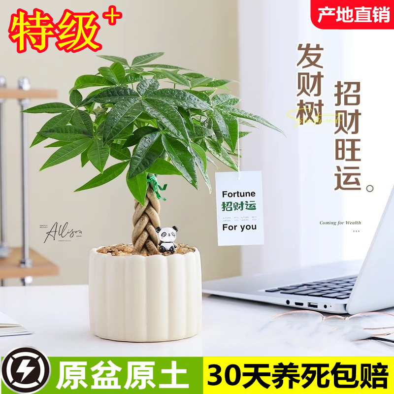发财树小盆栽办公室绿植物招财花卉室内玄关桌面工位摆件好养易活