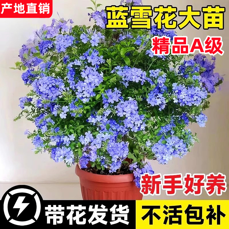 精品蓝雪花盆栽爬藤耐热四季好养