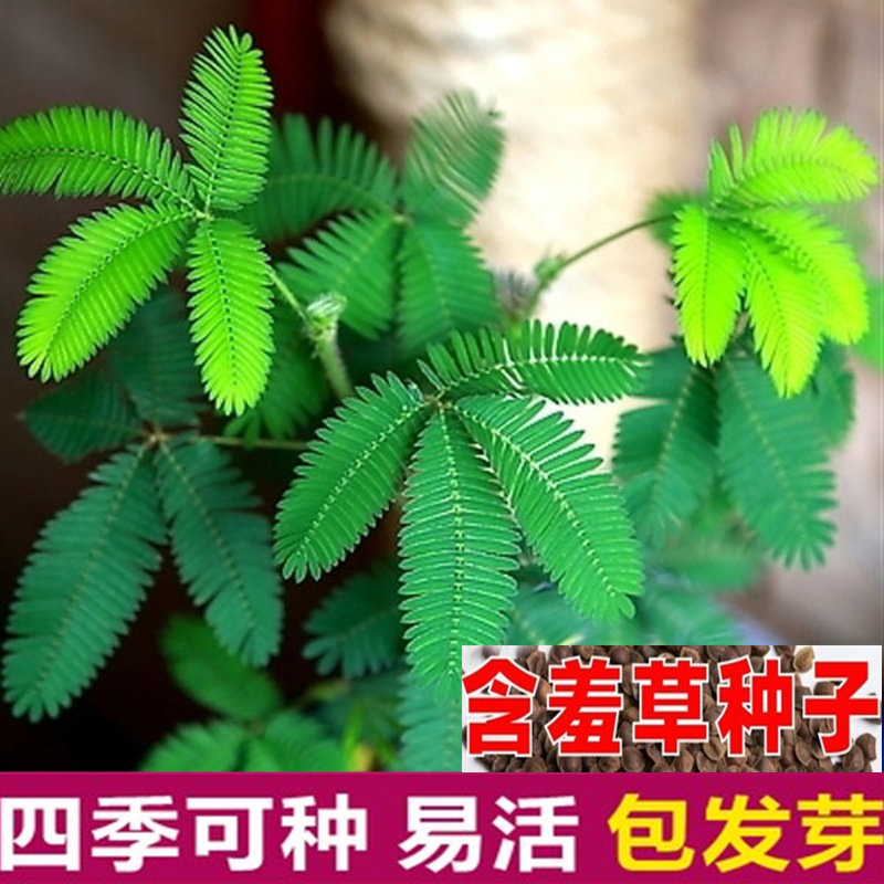 含羞草种子知羞草夫妻草害羞草种子四季易种室内阳台盆栽花卉种子