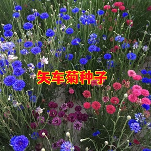 矢车菊花种子四季种易活耐寒波斯菊种子芙蓉花籽庭院室外景观花海
