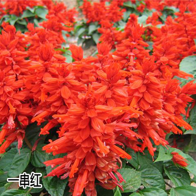 草花苗进口爆仗四季矮串红种子