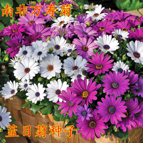 南非万寿菊种子矮生蓝目菊非洲菊